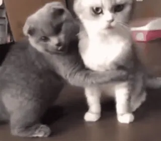 🐨 кот, животное, объятие, милый, котёнок, питомец whatsapp sticker