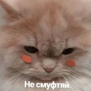 🥰 Не смуфтяй кот, милый, мем, русский, стикер, животное telegram sticker