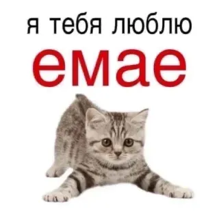 🔥 я тебя люблю емае cat, kitten, love, russian, animal telegram sticker