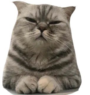 😸 kot, zwierzę, zwierzak, szary pręgowany, kotowate, kot domowy, ssak telegram sticker