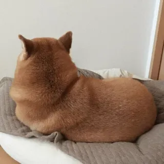 😠 chien, shiba inu, animal, animal de compagnie, mignon, race de chien whatsapp sticker