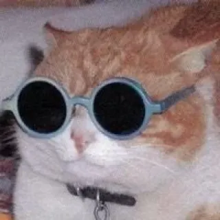 😏 Katze, Sonnenbrille, cool, Tier, Haustier telegram sticker