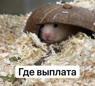🤝 Где выплата hamster, animal, cute, rodent, pet, meme whatsapp sticker