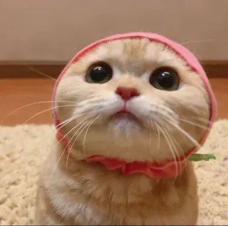 😻 gato, fofo, animal, gatinho, animal de estimação, chapéu telegram sticker