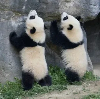 🤗 Panda, Animal, Fofo, Vida Selvagem, Ursos telegram sticker