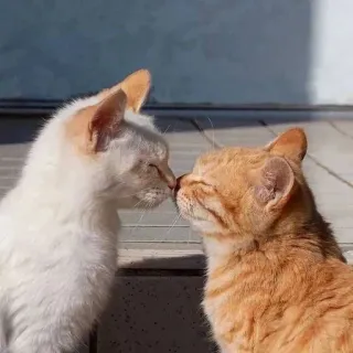 💋 кошки, котята, ласковый, целующиеся, животные, домашние животные, рыжий кот, белый кот telegram sticker