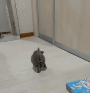 🥲 gato, gatinho, fofo, animal doméstico, animal de estimação, animal whatsapp sticker
