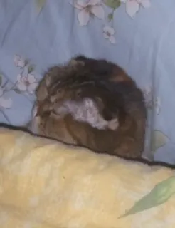 💤 gato, animal de estimação, animal, tricolor telegram sticker