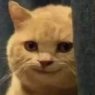 🙂 Katze, Tier, Haustier, Meme, Lustig, Grinsen telegram sticker