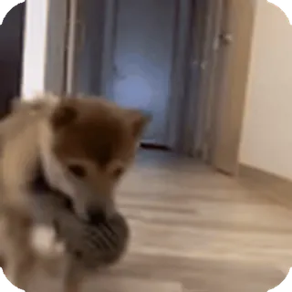 🌟