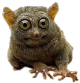 👀 tarsio, animale, primate, carino, occhi grandi whatsapp sticker