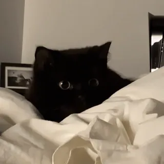 😍 gato, gato negro, cama, animal, mascota, animal doméstico telegram sticker