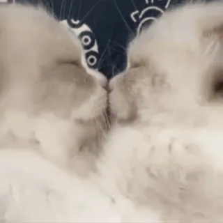 💑 cats, kitten, cute, animals, pet, domestic, sleep, peaceful whatsapp sticker