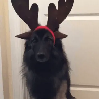 🙂 dog, reindeer, christmas, pet, antlers, holiday telegram sticker