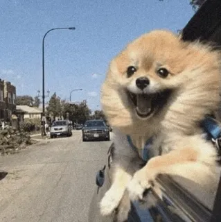🐾 犬, ポメラニアン, 窓, 車, ペット, 動物, 幸せ telegram sticker