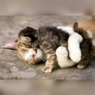 😺 chat, chaton, animaux, mignon, animal de compagnie, félin telegram sticker
