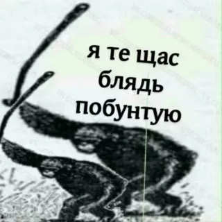 🤐 Я те щас блядь побунтую monyet, kasar, menyinggung, humor, binatang telegram sticker