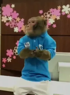 👏 aap, dier, primaat, shirt, schattig whatsapp sticker