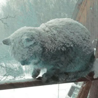 ❄ gato, neve, inverno, animal, frio, ar livre whatsapp sticker