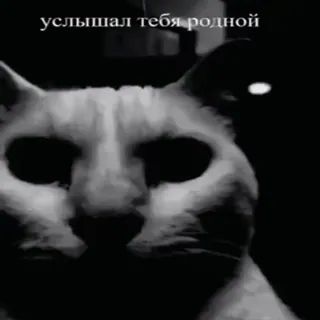 🦻 услышал тебя родной chat, russe, texte, animal, mème whatsapp sticker