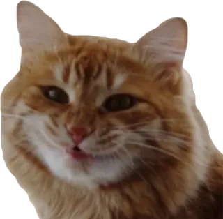 😋 cat, pet, animal, ginger cat, domestic animal, feline telegram sticker