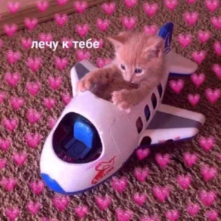 🩹 лечу к тебе Katze, Kätzchen, Flugzeug, Herzen, süß, fliegend whatsapp sticker