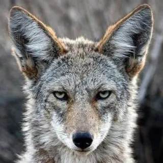 😠 coyote, animale, fauna selvatica, mammifero, predatore, natura telegram sticker