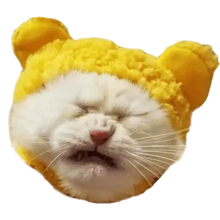 😖 cat, animal, sleepy, funny, meme, cute, kitten telegram sticker