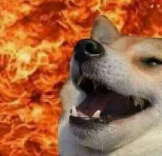 😂 Doge, Perro, Meme, Fuego, Meme de Internet telegram sticker