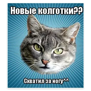 😀 Новые колготки??
Схватил за ногу^^ gato, meme, gracioso, animal, gato gris, gato doméstico, texto, ruso telegram sticker