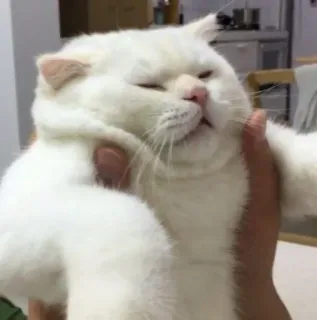 🍥 gato, animal, fofo, branco, animal de estimação, mamífero telegram sticker