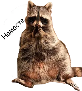 🙏 Намасте guaxinim, namastê, animais, fofo, adesivo telegram sticker