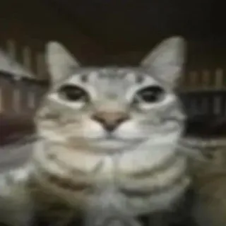 😂 猫, 動物, ペット, 哺乳類, ネコ科, 飼い猫 whatsapp sticker