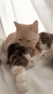 🐨 кот, котёнок, животные, домашние животные, милый, обниматься, сонный whatsapp sticker
