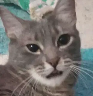 😃 gato, animal de estimação, animal, felino, gato cinza, gato malhado telegram sticker