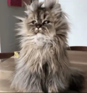 ❤️ chat, doux, animal de compagnie, animal, mignon, domestique, félin whatsapp sticker
