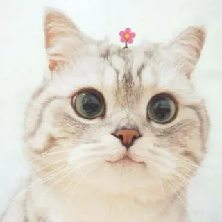 ✨ Katze, Blume, Tier, süß, Haustier, Kätzchen telegram sticker