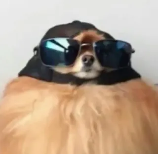 🙂 perro, gafas de sol, animal, mascota, divertido, meme telegram sticker