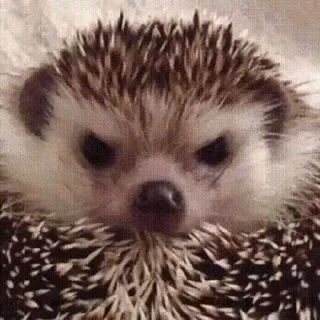 🌟 Igel, Tier, süß, wütend, stachelig whatsapp sticker