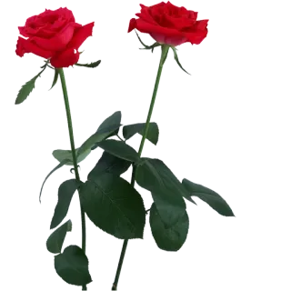 🌹 flor, rosa, vermelho, planta, florescer, floral telegram sticker