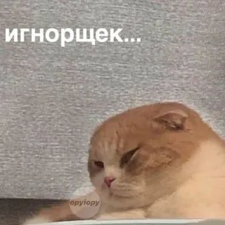 😑 игнорщек.... แมว, มีม, ตลก, สัตว์, เพิกเฉย, ผิดหวัง telegram sticker