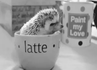 ☕ latte
Paint my Love Igel, Latte, Kaffee, Tier, süß telegram sticker