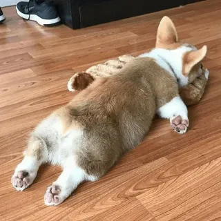 🐾 corgi, hund, welpe, tier, süß, haustier, schlaf whatsapp sticker