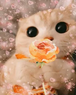 🌹 cat, kitten, cute, hearts, rose, animal, pet telegram sticker