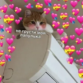 🩰 не грусти моя лапулька Katze, niedlich, Herzen, Liebe, russisch, entzückend whatsapp sticker