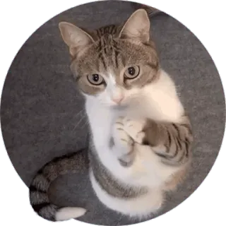 🙏 cat, cute, animal, pet, kitten, adorable telegram sticker