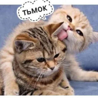 😻 ТЬМОК gatti, leccare, carino, animali, gattini, affetto whatsapp sticker