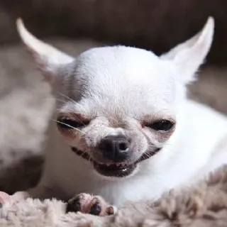 😁 chihuahua, cane, animale, animale domestico, cane piccolo, cane bianco telegram sticker