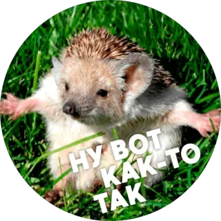 ☺️ НУ ВОТ КАК-ТО ТАК hérisson, animal, mignon telegram sticker
