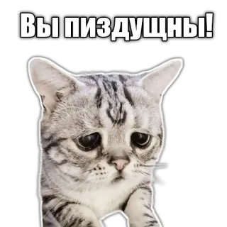 😢 Вы пиздущны! cat, sticker, sad, offensive, russian telegram sticker
